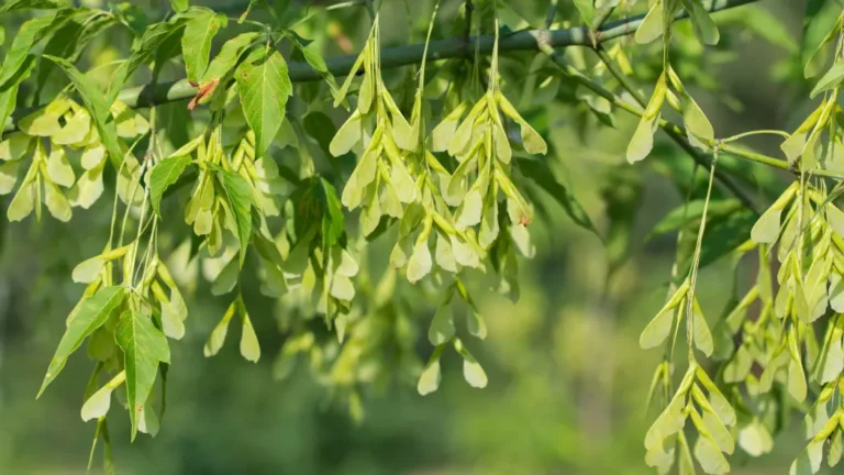 Klon jesionolistny zielonolistny (Acer negundo)
