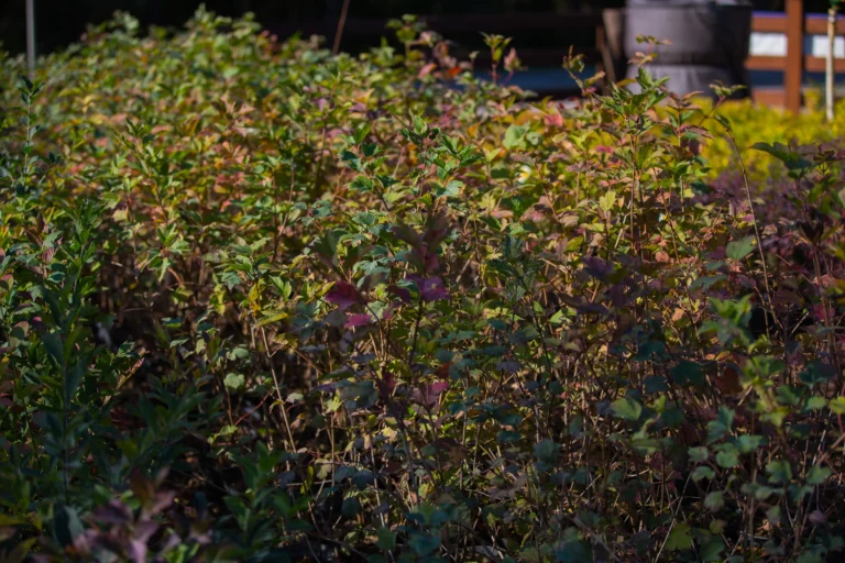 Kalina koralowa (Viburnum opulus)