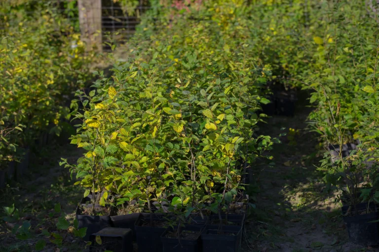 Grab pospolity (Carpinus betulus) obwód pnia 6-8 cm