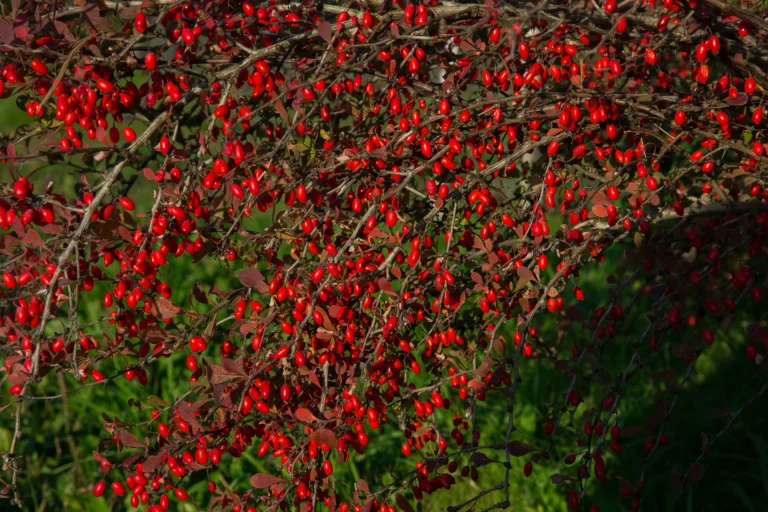Berberys Thunberga czerwonolistny (Berberis thunbergii)