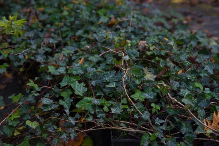 Bluszcz pospolity (Hedera helix)