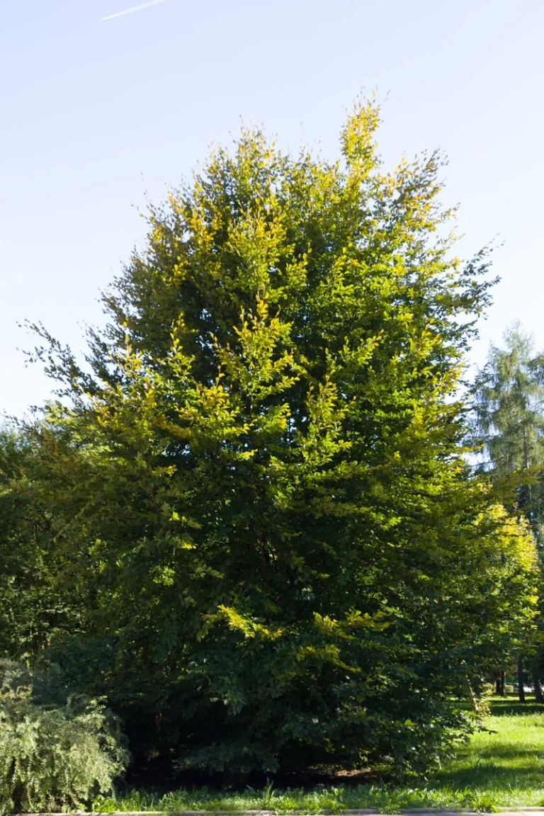Buk pospolity (Fagus sylvatica) obwód pnia poniżej