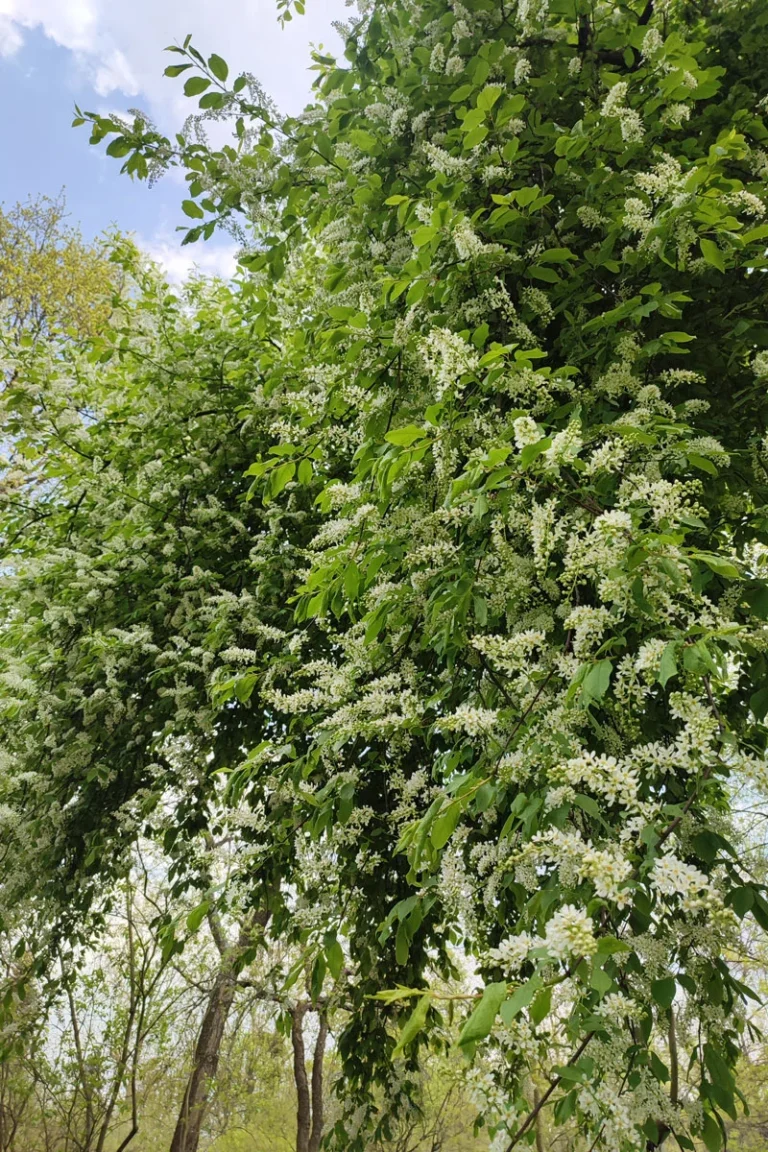 Czeremcha zwyczajna (Prunus padus) obwód pnia