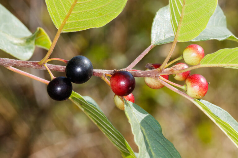 Kruszyna pospolita (Frangula alnus)