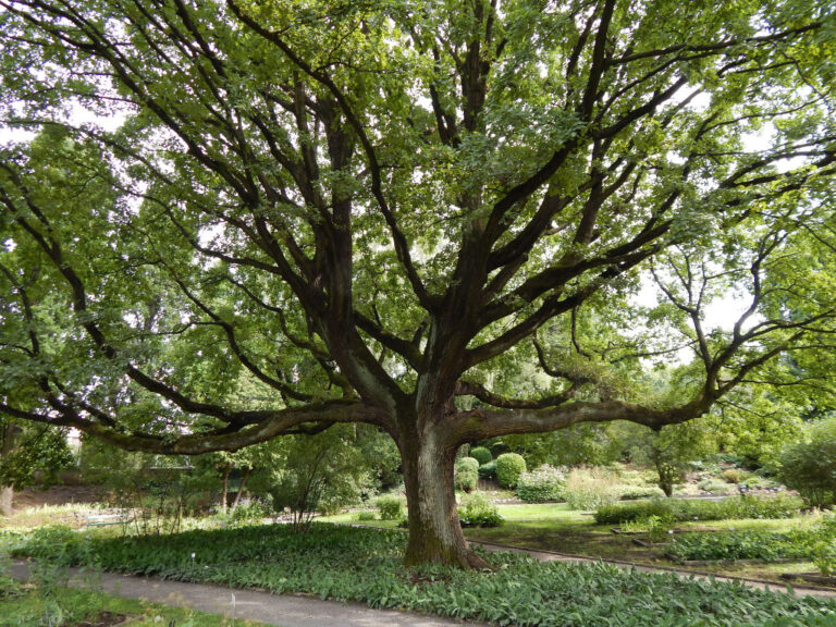 Dąb szypułkowy (Quercus robur) obwód pnia poniżej