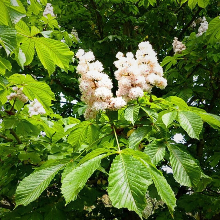 Kasztanowiec biały (Aesculus hippocastanum)