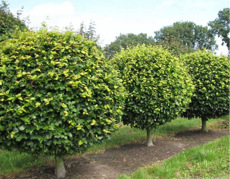 Buk pospolity (Fagus sylvatica) – obwód pnia 6-8 cm