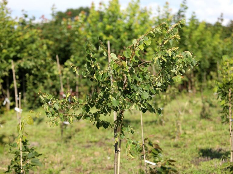 Lipa drobnolistna (Tilia cordata) – obwód pnia poniżej 6 cm