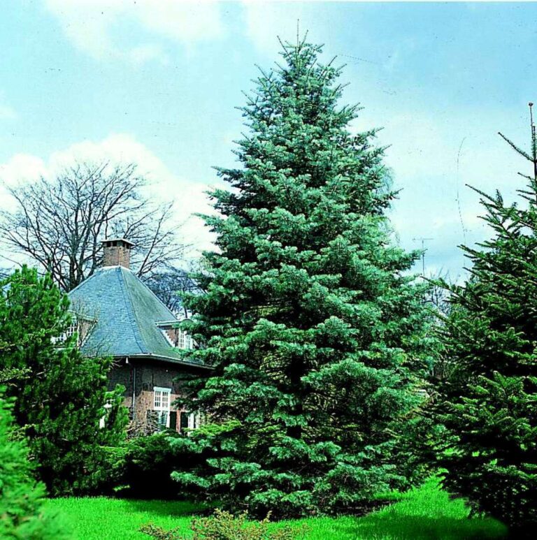 Jodła kalifornijska (Abies concolor)
