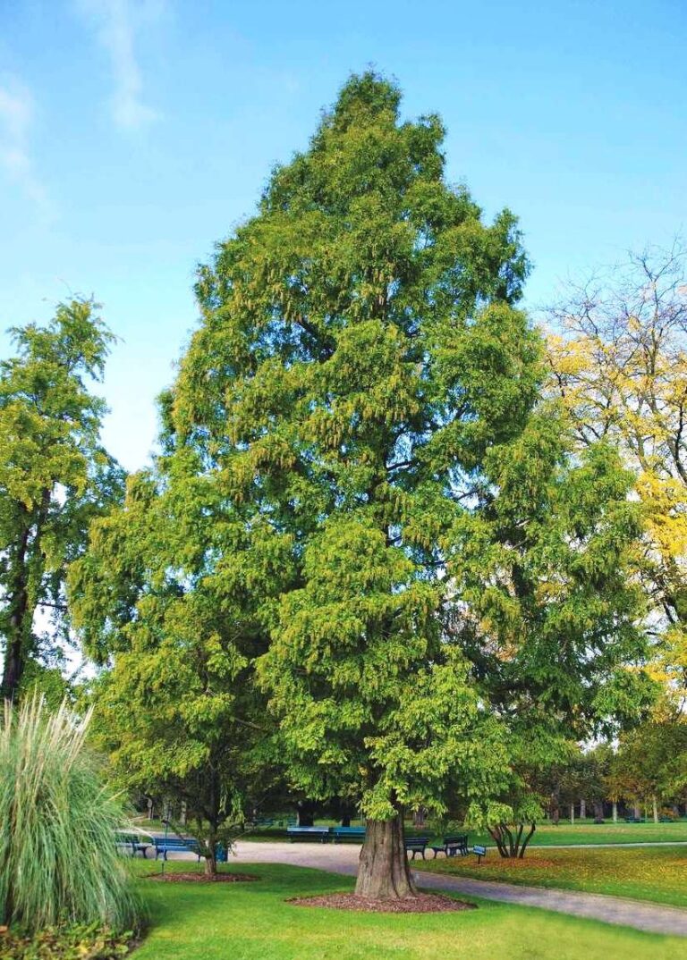 Metasekwoja chińska (Metasequoia glyptostroboides)