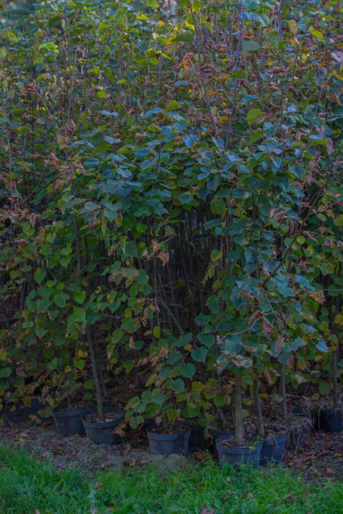 Dąb szypułkowy (Quercus robur) / obwód pnia do 6 cm