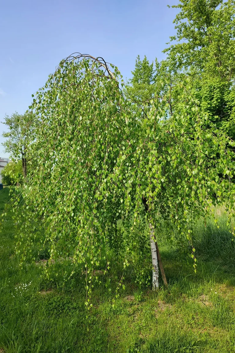 Brzoza brodawkowata (Betula pendula) / obwód pnia do 6 cm