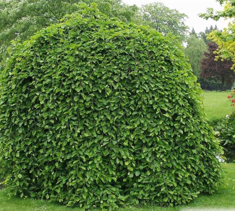 Buk pospolity (Fagus sylvatica) – 5–7 letni, 2x przesadzany