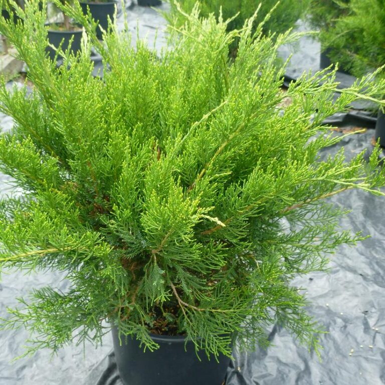 Jałowiec chiński ‘Mint Julep’ (Juniperus chinensis ‘Mint Julep’)