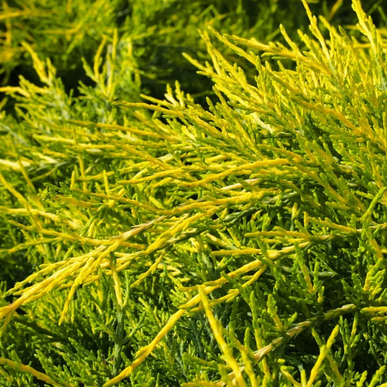 Jałowiec chiński ‘Pfitzeriana Aurea’ (Juniperus chinensis ‘Pfitzeriana Aurea’)