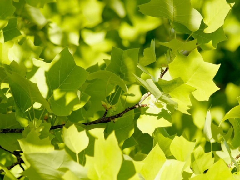 Klon zwyczajny (Acer platanoides)