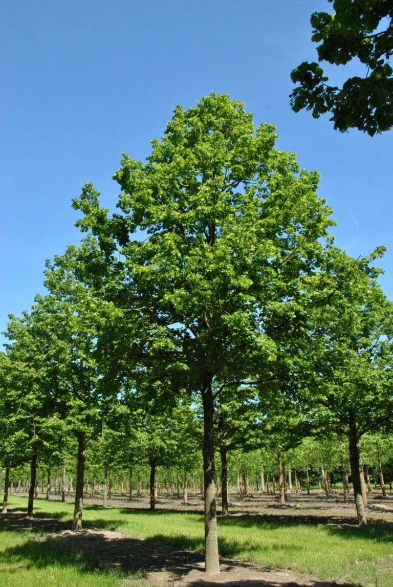 Lipa szerokolistna (Tilia platyphyllos)