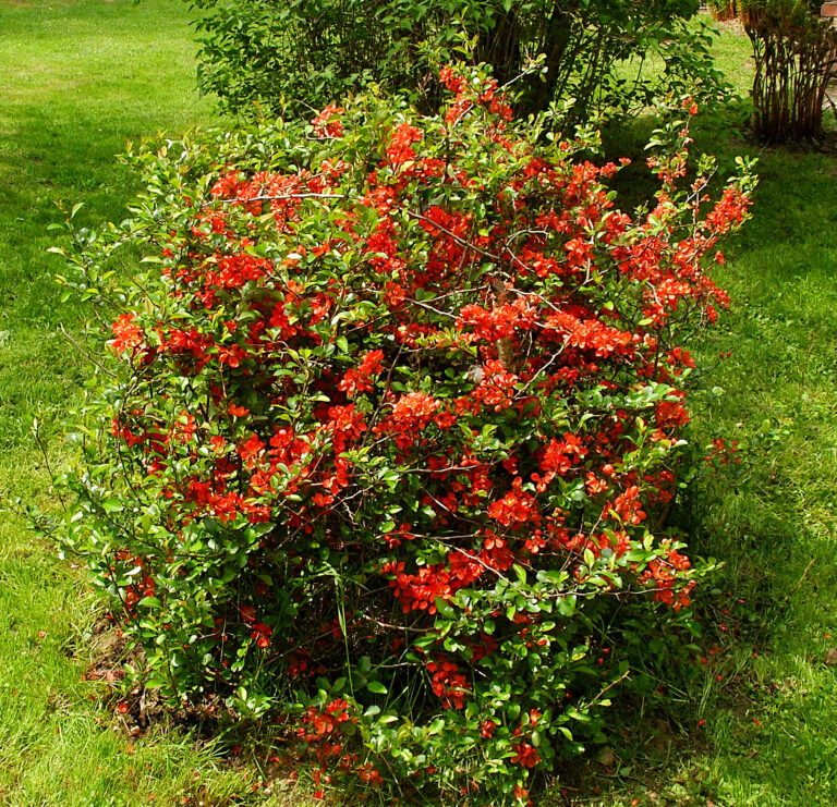Pigwowiec japoński (Chaenomeles japonica)