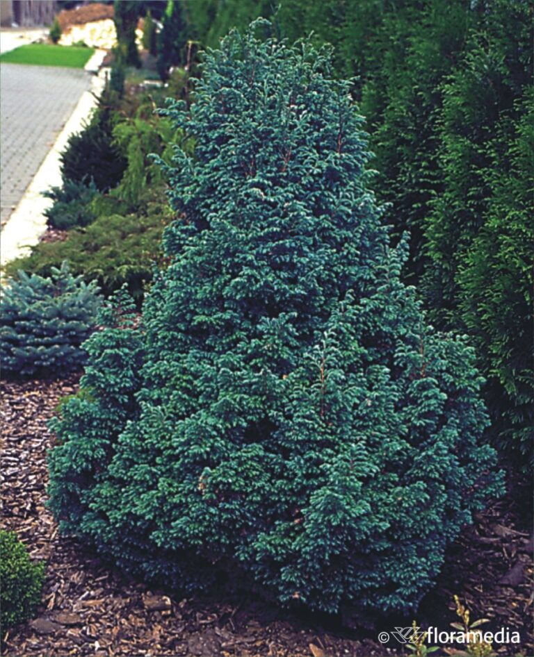 Cyprysik groszkowy ‘Boulevard’ (Chamaecyparis pisifera ‘Boulevard’)