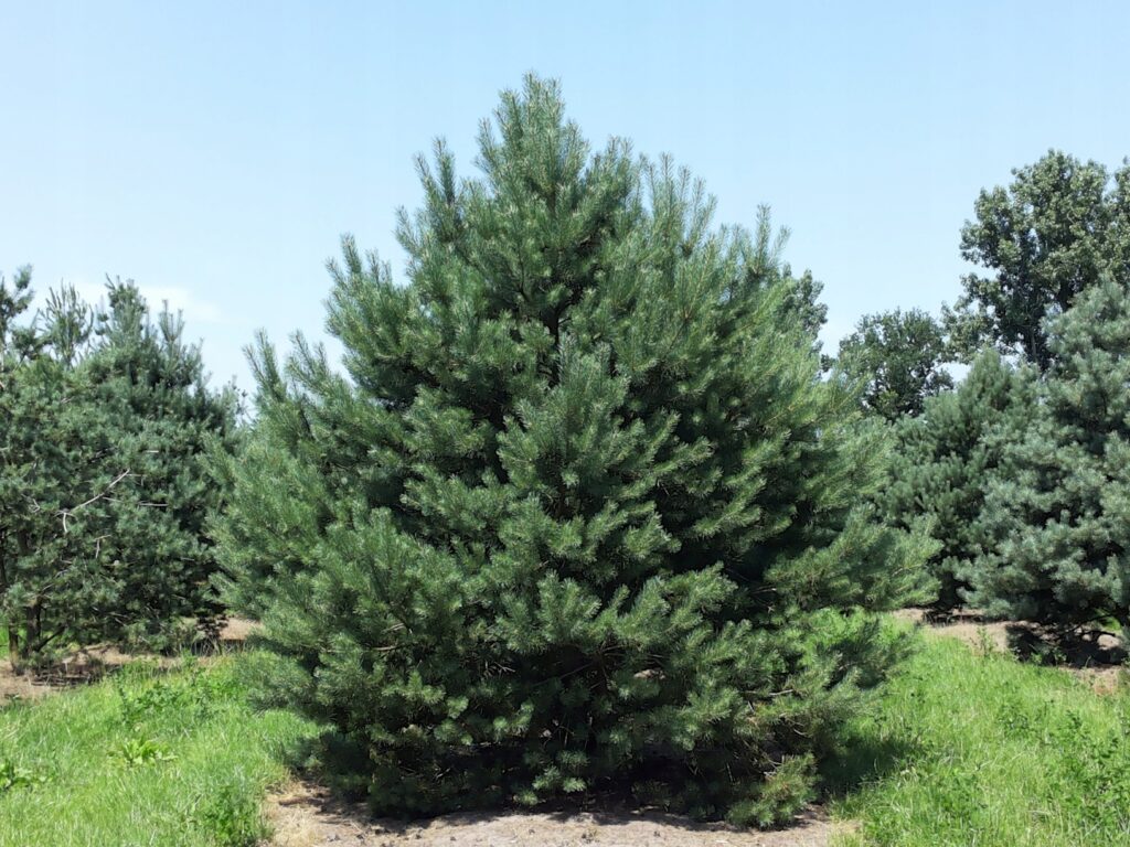 Sosna pospolita (Pinus sylvestris)