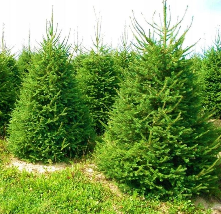 Świerk pospolity (Picea abies)