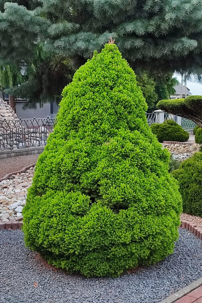 Świerk biały ‘Conica’ (Picea glauca ‘Conica’)