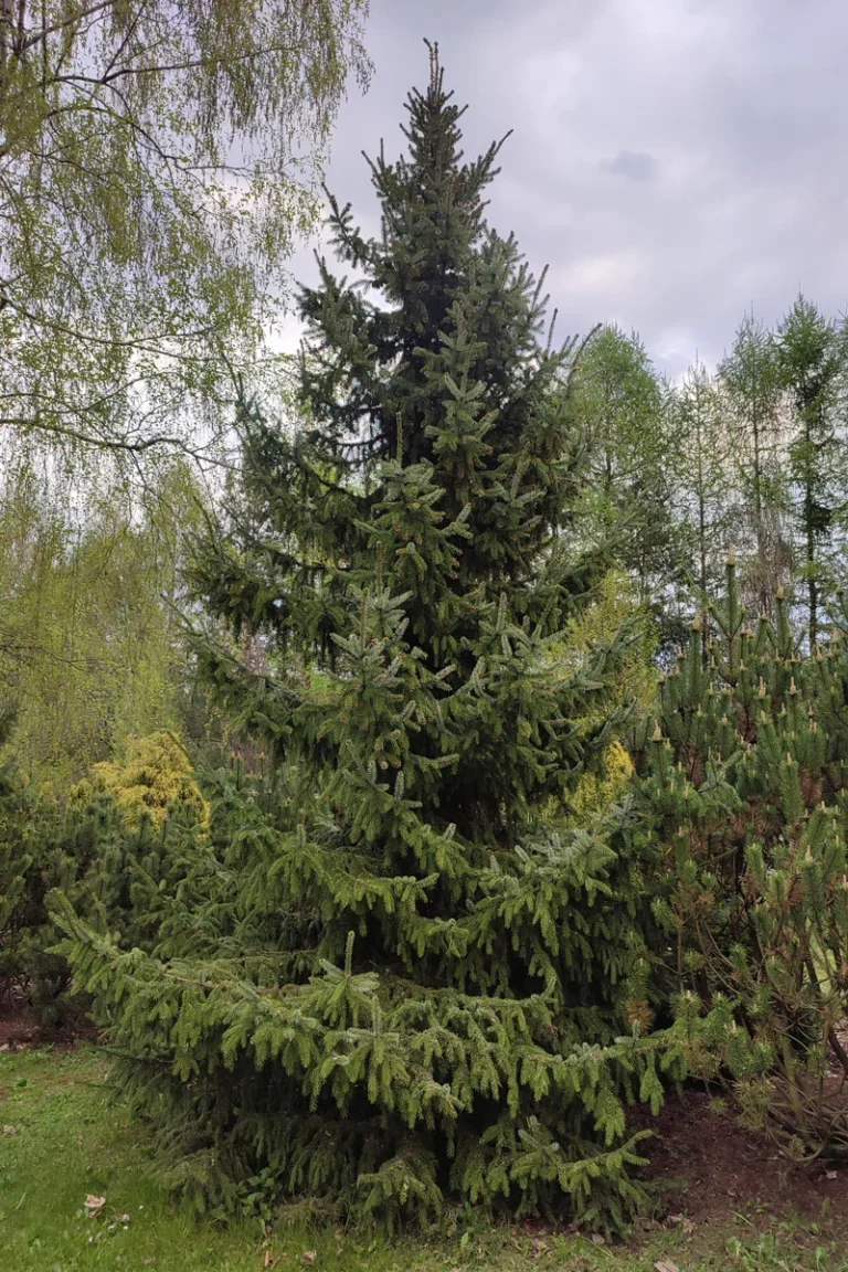 Świerk serbski (Picea omorika)