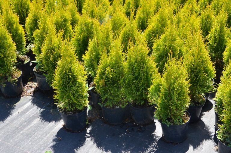 Żywotnik zachodni ‘Jantar’ (Thuja occidentalis ‘Jantar’)