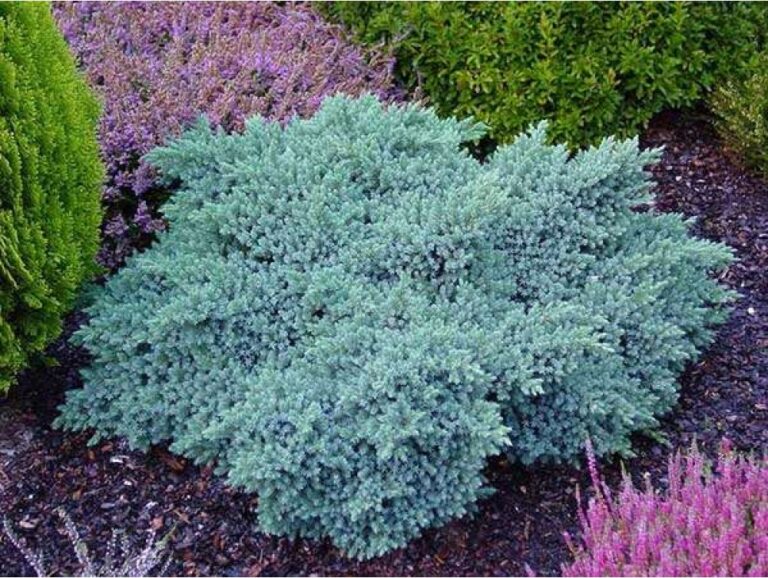 Jałowiec łuskowaty ‘Blue Star’ (Juniperus squamata ‘Blue Star’)