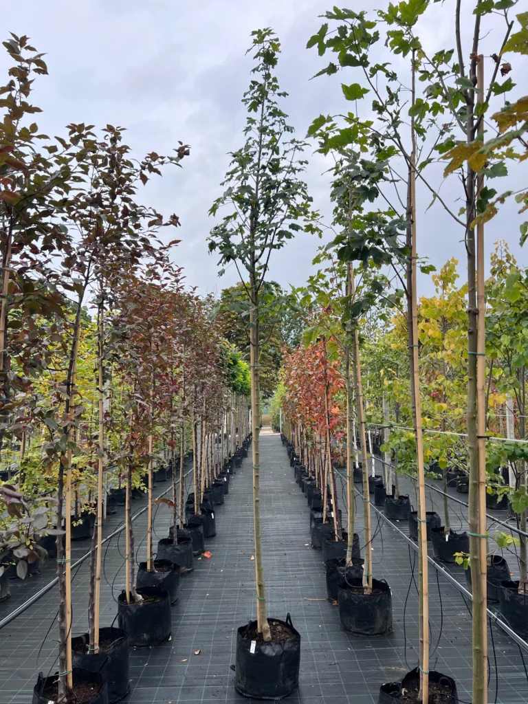 Klon jawor (Acer pseudoplatanus)