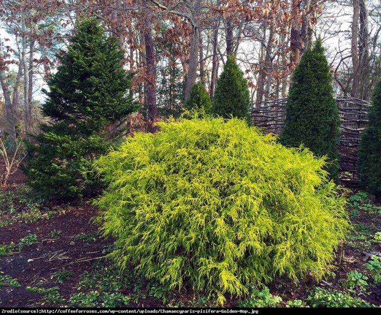 Cyprysik groszkowy ‘Golden Mop’ (Chamaecyparis pisifera ‘Golden Mop’)