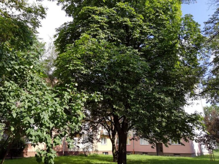 Kasztanowiec pospolity (Aesculus hippocastanum)