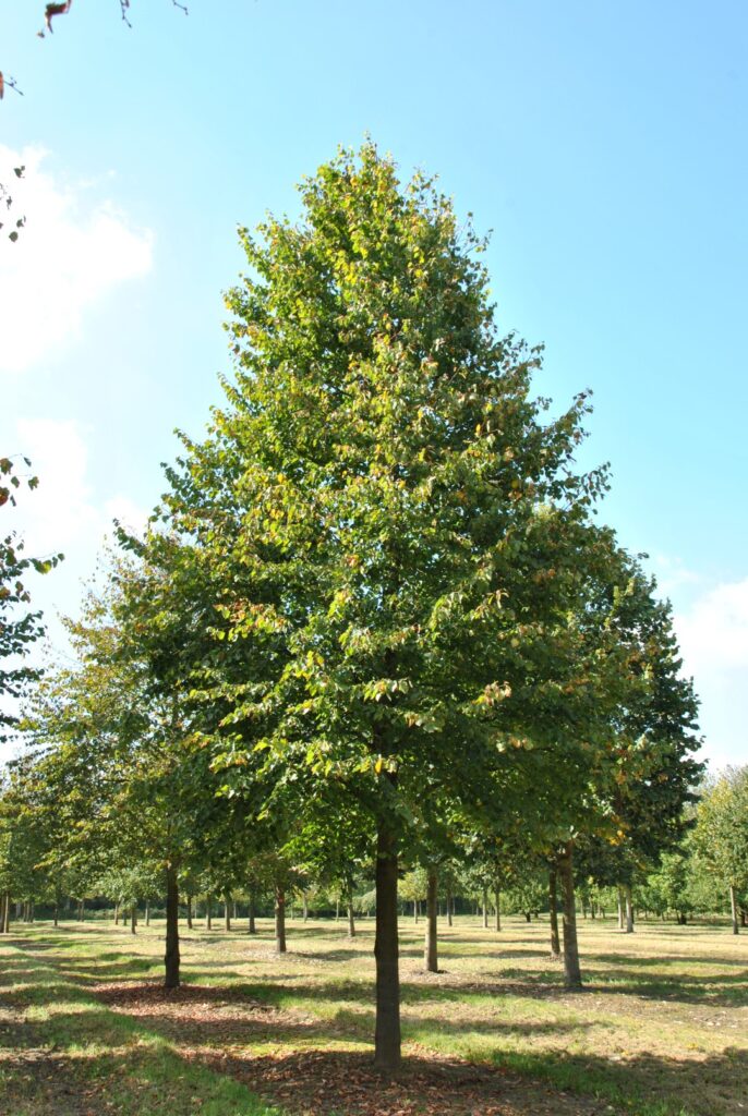 Lipa pszczelarska, forma krzewiasta (Tilia cordata) — wielopniowa, szeroko ugałęziona