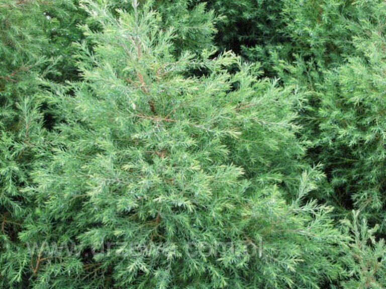 Żywotnik zachodni ‘Ericoides’ (Thuja occidentalis ‘Ericoides’)